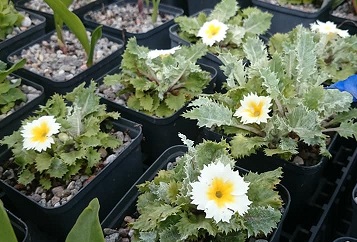 Primula aureata - 8cm pot 